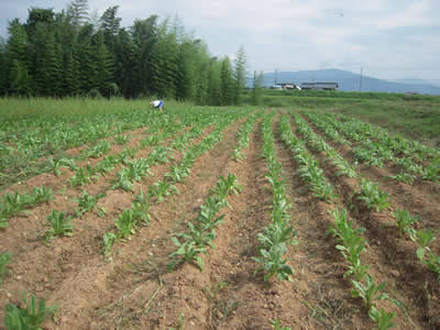 ちこりの種まきと草取り_d0063218_1021190.jpg