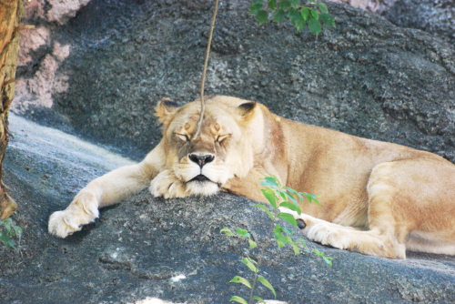 動物好きで　写真好き　（その１）_e0123920_12113344.jpg