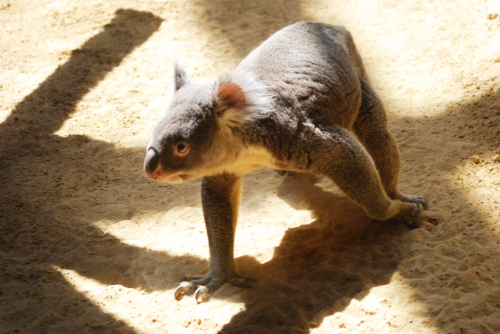 動物好きで　写真好き　（その１）_e0123920_12141579.jpg