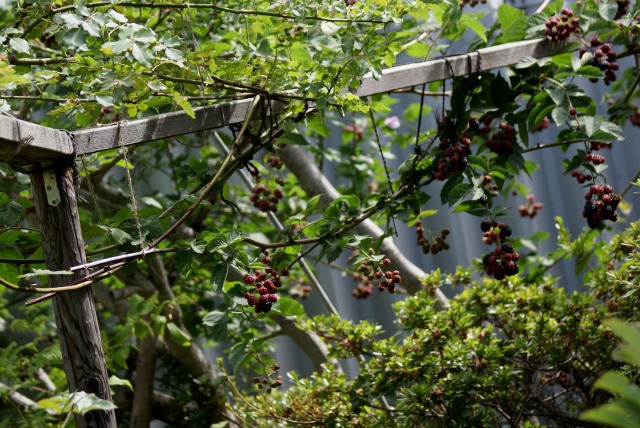 f0170524_15115543.jpg