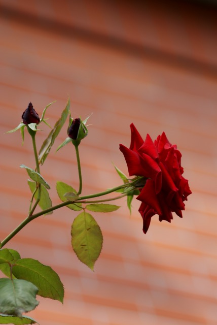 f0170524_1511564.jpg
