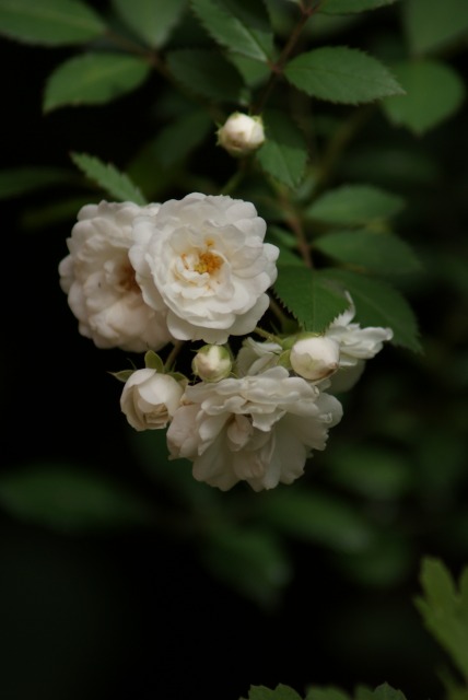 f0170524_1564754.jpg