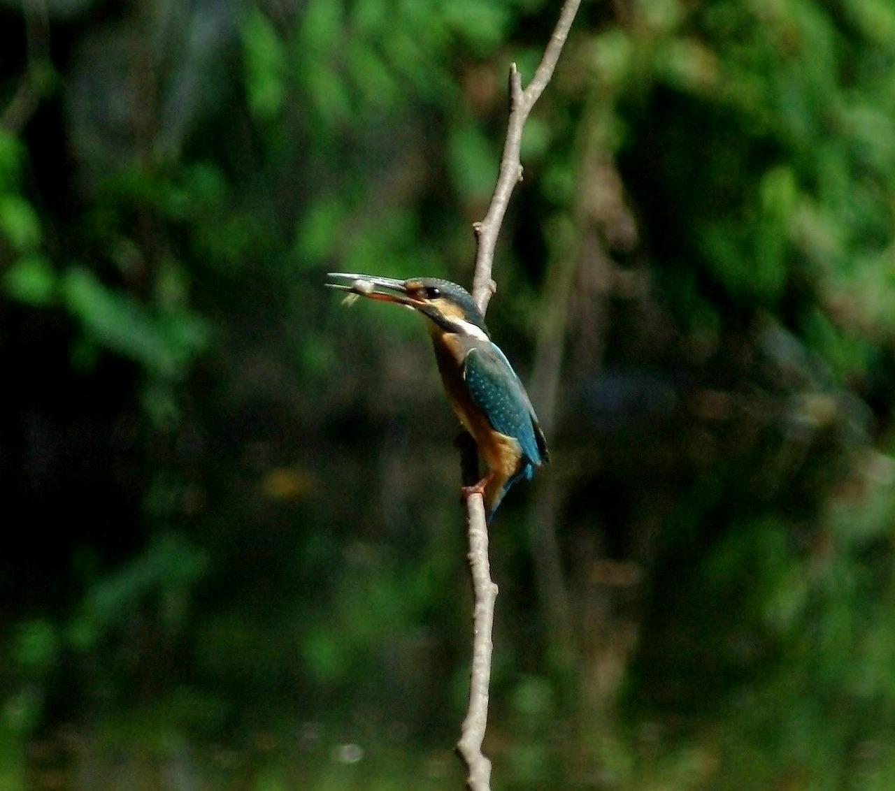 野鳥撮影_a0137431_13482098.jpg