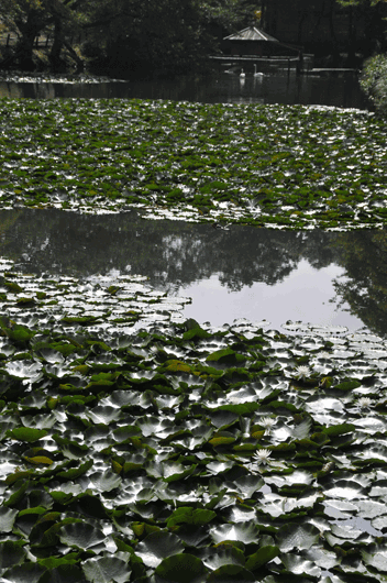 c0093046_14523830.gif