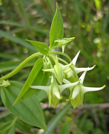 8月29日　赤城小沼 湖畔の花たち_a0001354_2151371.jpg