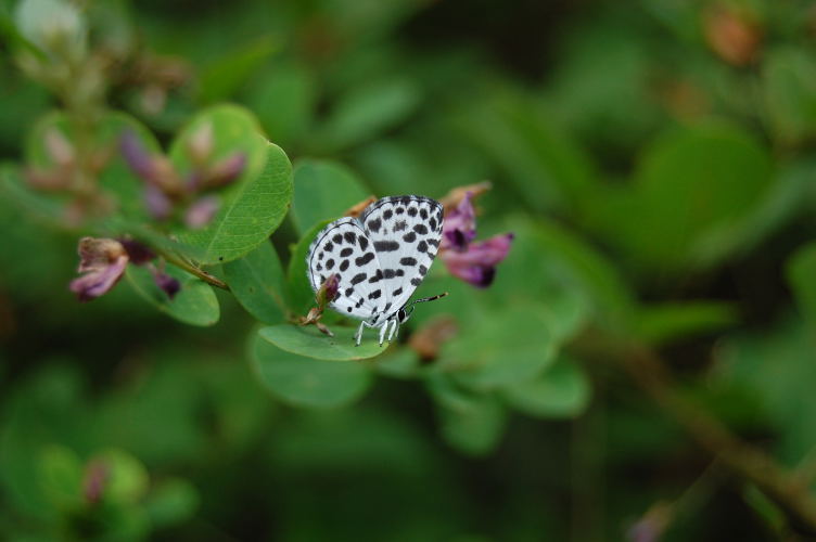 b0167762_15537.jpg