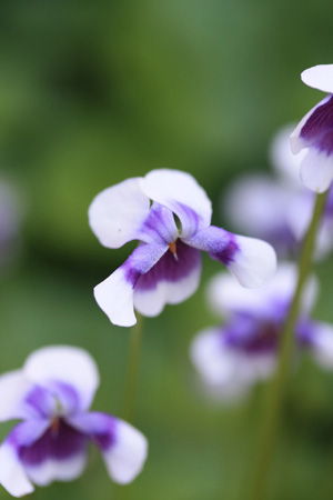 australian violet / tsutasumire_c0171280_21134686.jpg