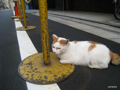 銀座の猫。_f0071480_2212836.jpg