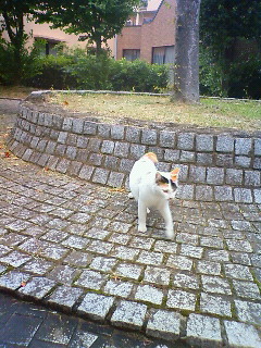 猫観察_b0117785_11483488.jpg