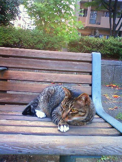 猫観察_b0117785_1151944.jpg