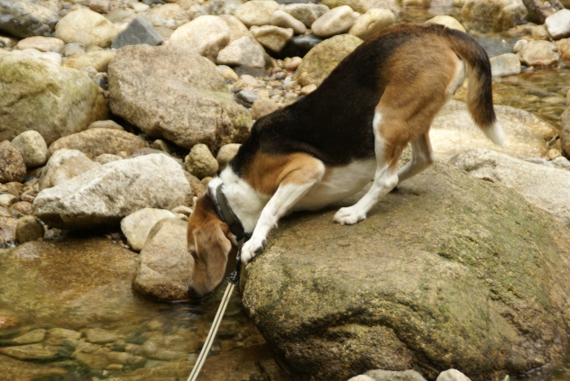 サリーとお出かけ、湯来あたり_f0189086_2049199.jpg