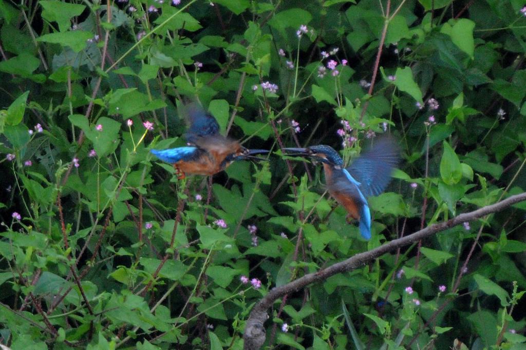 D300Sのテストラン_b0024798_551173.jpg
