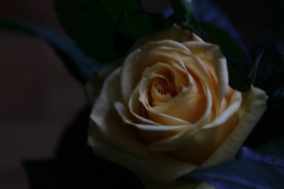 c0053898_1731275.jpg