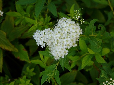 a0123003_18474995.jpg