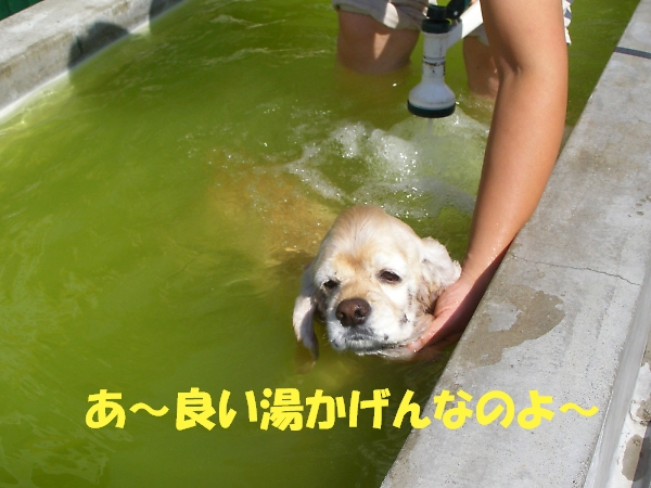 しょぼい内輪もめ　またの名を暴露合戦　後半_b0067012_235143.jpg