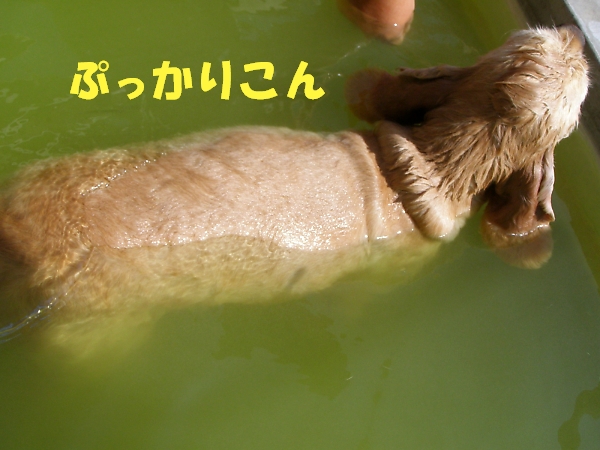 しょぼい内輪もめ　またの名を暴露合戦　後半_b0067012_24543.jpg