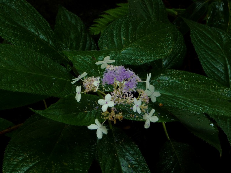 f0182513_17274670.jpg
