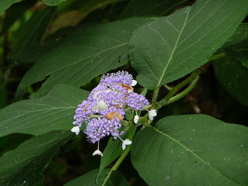 f0182513_17333195.jpg