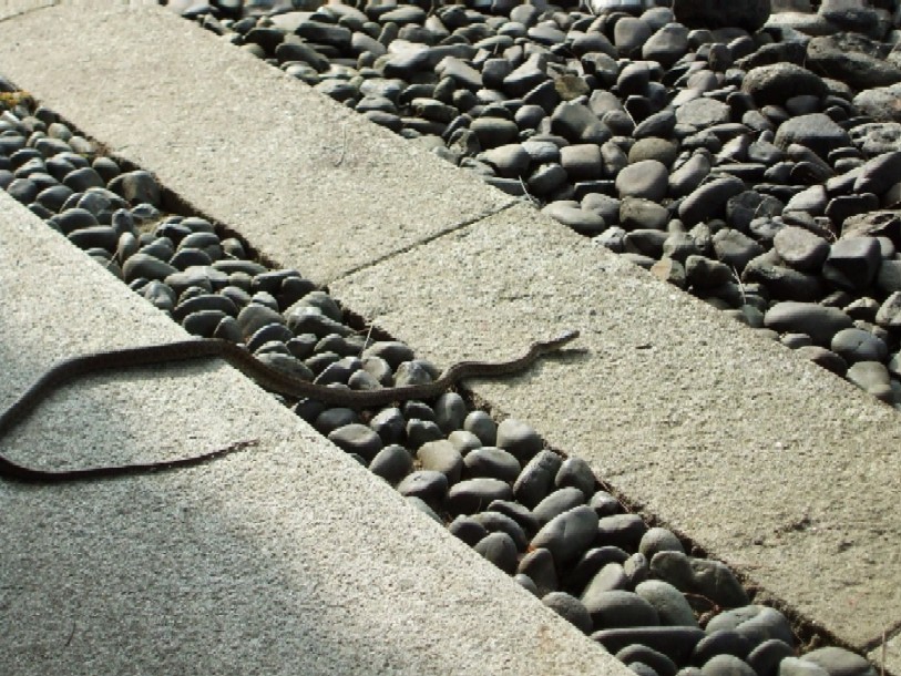 e0135219_9231341.jpg