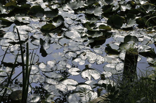 c0093046_6331463.gif