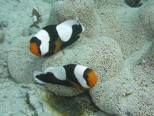 c0180460_11339.jpg