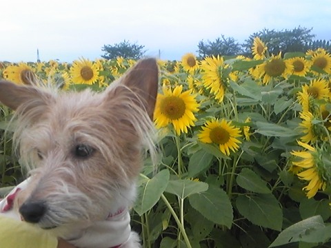 c0193061_15564349.jpg