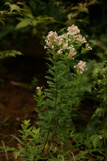 e0054067_22124114.jpg