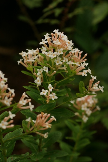e0054067_22125321.jpg