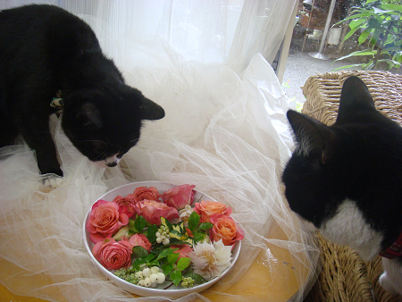 髪飾りを生花で 花猫庵 髪飾りを生花で 花猫庵