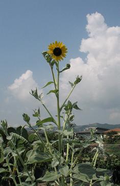 e0130185_1392976.jpg