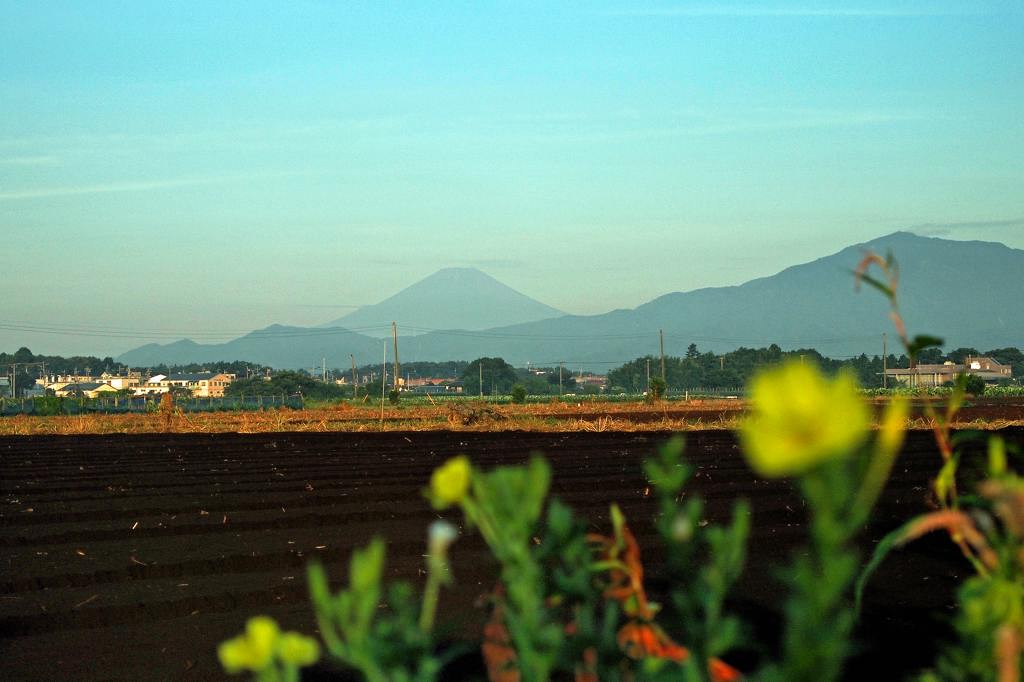 初見初撮りのヒバリシギ／待宵草と富士山_b0024798_449133.jpg