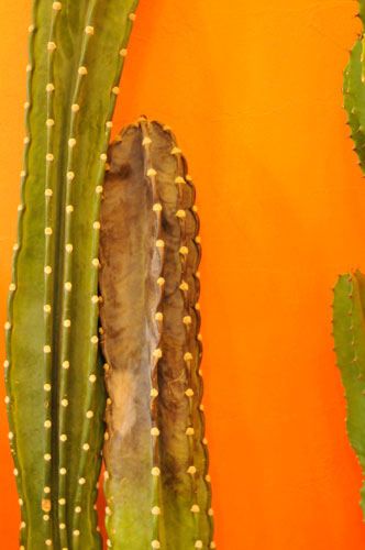 b0086098_90262.jpg