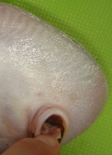 b0189200_20577.jpg