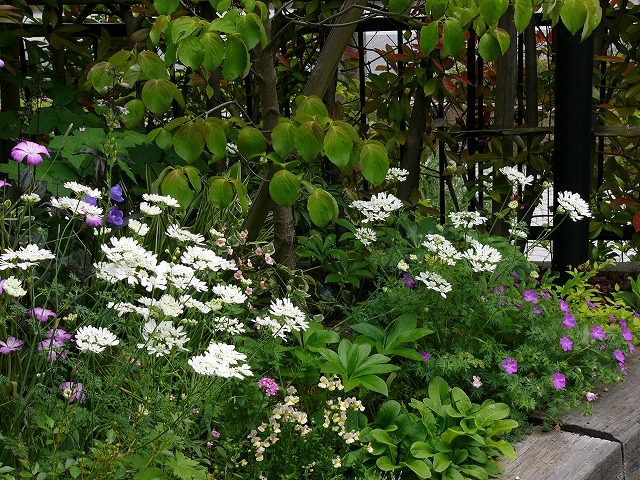 a0123003_21432752.jpg
