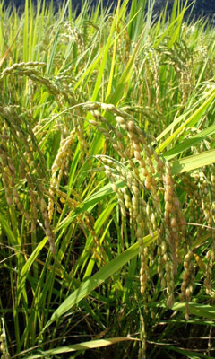 d0093903_23304054.jpg