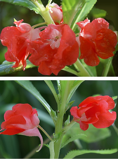 鳳仙花 ほうせんか 野草デジカメ日記