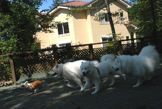 1歳の山中湖～♪　前日編　　8月28日　[金]_e0018604_17323150.jpg