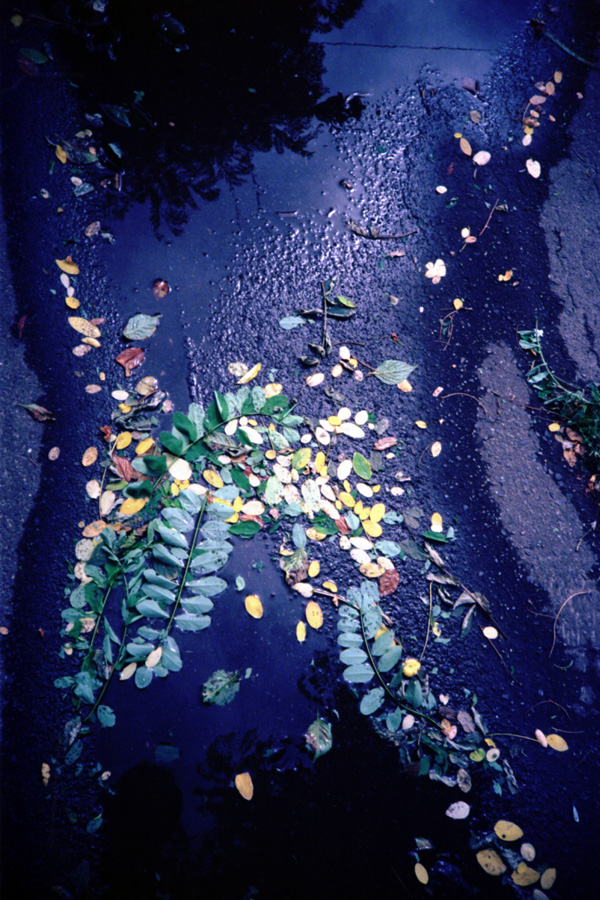 Leaves_f0166905_23163659.jpg