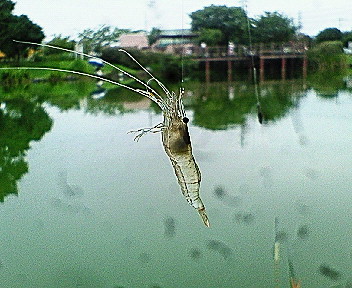 男の休日(ヘラブナ釣)_c0143106_1131571.jpg