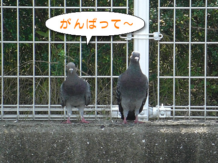 a0041508_1755680.jpg