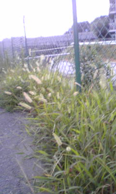 c0180209_19474232.jpg