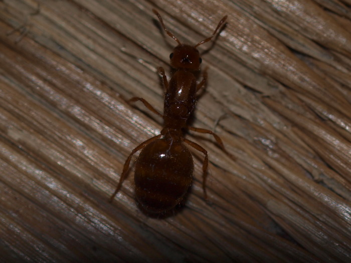 何蟻？_c0116915_23573396.jpg