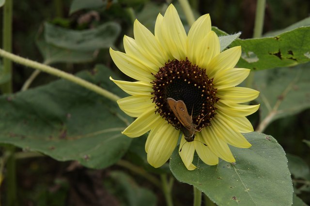 e0117318_1518117.jpg