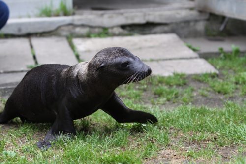 おびひろ動物園_b0006537_21512555.jpg