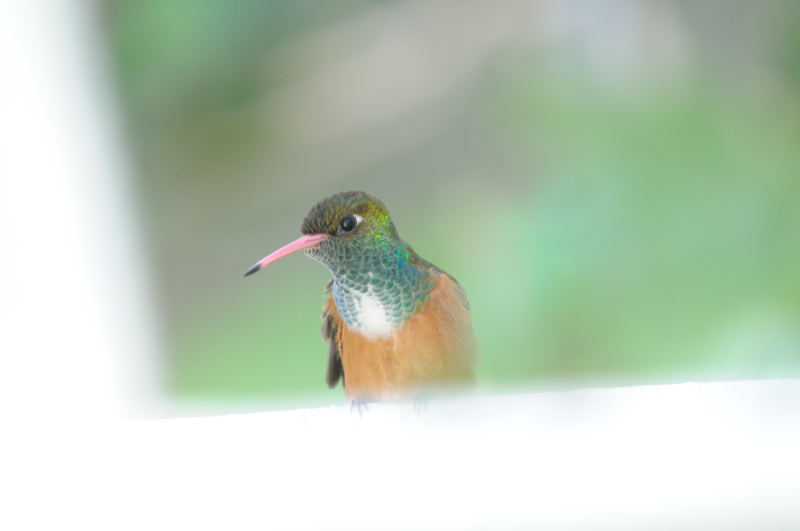 動物園の鳥　１_b0036743_2273560.jpg