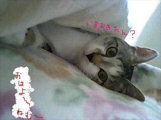 まりん♪　（猫　ブログ）_e0179943_21291221.jpg