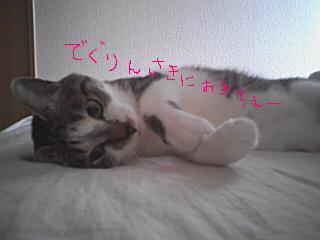 まりん♪　（猫　ブログ）_e0179943_21405728.jpg