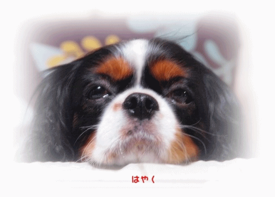 c0145250_13382969.gif
