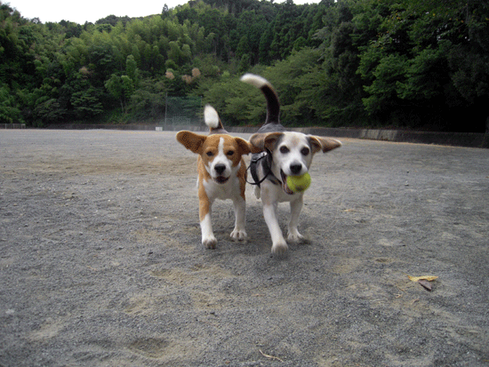 b0005652_11334756.gif