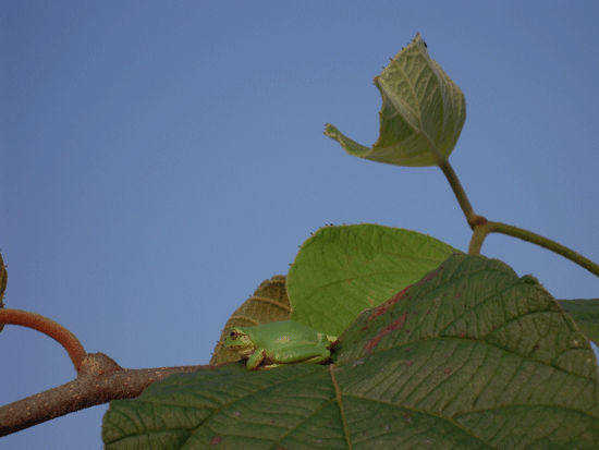 b0005652_11392798.gif
